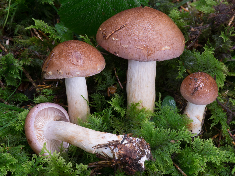 Cortinarius pseudonaevosus